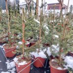 Smrek obyčajný (Picea abies) - výška 80-100 cm, kont. C5L